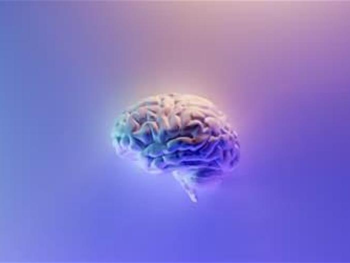 Model of brain with blue and purple background