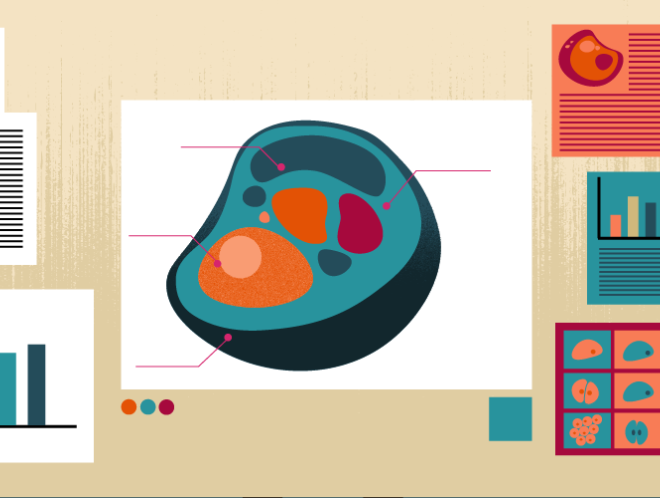 Graphic of cell presentation