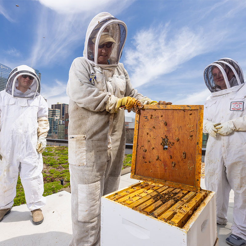 CU Denver research students wearing bee keeping suit while inspecting a honey bee hive