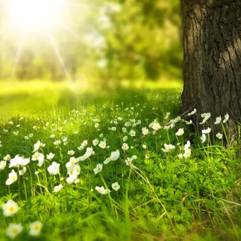 nature